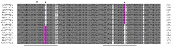Partial multiple sequence alignment of the deduced GATA2a and GATA2b protein sequences.