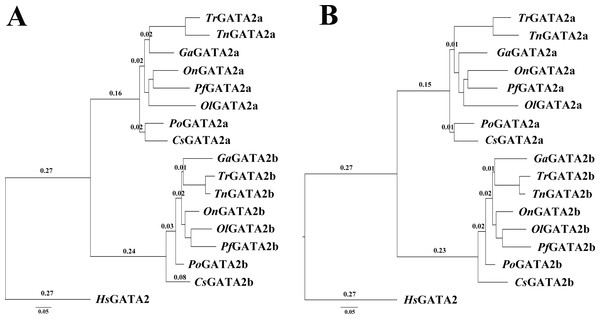Phylogenetic analysis of teleost GATA2.