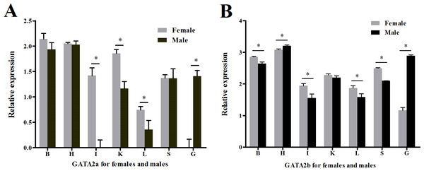 Relative expression levels of GATA2a and GATA2b in tongue sole tissues.