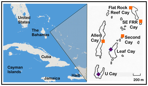 Naturally occurring populations of the Allen Cays Rock Iguana (Cyclura cychlura inornata) are found on two cays in the Northern Bahamas, Leaf and U Cay, marked by the symbol, . Islands with recently documented iguanas (Allen, Flat Rock Reef, Southeast Flat Rock Reef, and Second Cay) are marked by the symbol,  . The experimentally translocated population on Alligator Cay located farther south in the Exuma Island Chain of the Bahamas is not shown. (Adapted from Hines, 2011; Iverson, Hines & Valiulis, 2004.)