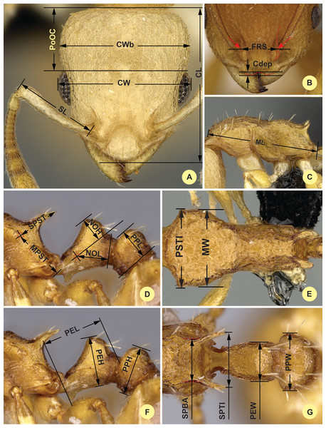 Illustrations for morphometric characters of Nesomyrmex angulatus species group.