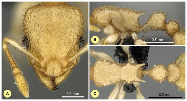 Nesomyrmex exiguus sp. n. holotype worker (CASENT0077581).