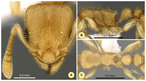 Nesomyrmex fragilis sp. n. holotype worker (CASENT0421396).