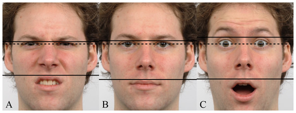 Example images (after rotation) from the Radboud Faces Database (reproduced with permission).