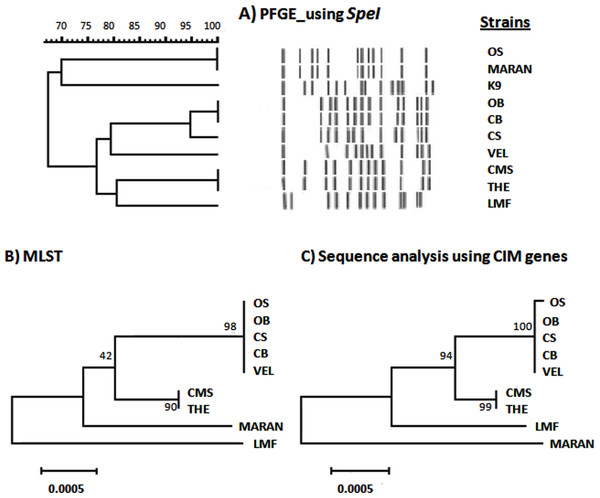 Comparison between PFGE, CIM genes and MLST profiles of nine Burkholderia pseudomallei isolates from Malaysia.