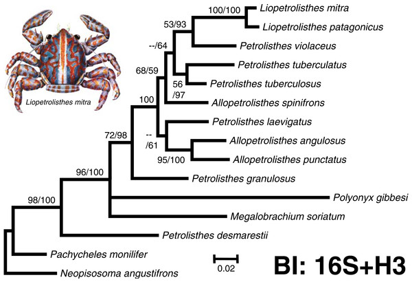 ‘Total evidence’ phylogenetic tree obtained from BI analysis of the partial mitochondrial 16S rRNA and nuclear Histone 3 genes for crabs from the Petrolisthes and allies.
