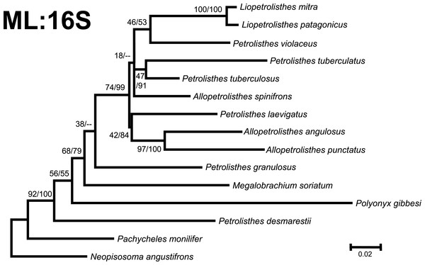 Phylogenetic tree obtained from ML analysis of the partial nuclear Histone 3 gene for crabs from the Petrolisthes species complex, and other selected taxa from the family Porcellanidae.
