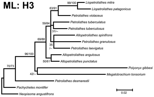 Phylogenetic tree obtained from ML analysis of the mitochondrial 16S rRNA and nuclear Histone 3 genes for crabs from the Petrolisthes and other selected taxa from the family Porcellanidae.