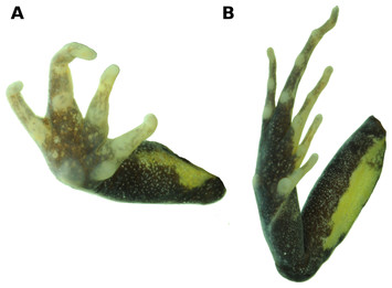 A New Species Of Psychrophrynella (amphibia, Anura, Craugastoridae 