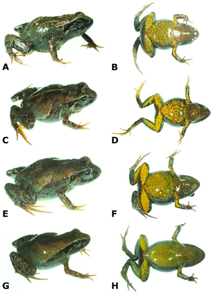 Dorsolateral and ventral views of four paratypes of Psychrophrynella chirihampatu sp. n. showing variation in dorsal and ventral coloration.