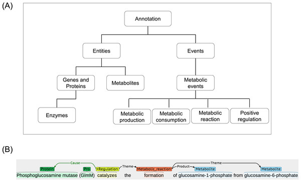 A schematic annotation of metabolic entities and events.