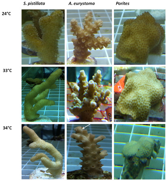 Visual appearance of coral fragments at ambient 240°C and following thermal stress of 33 °C and 34 °C.