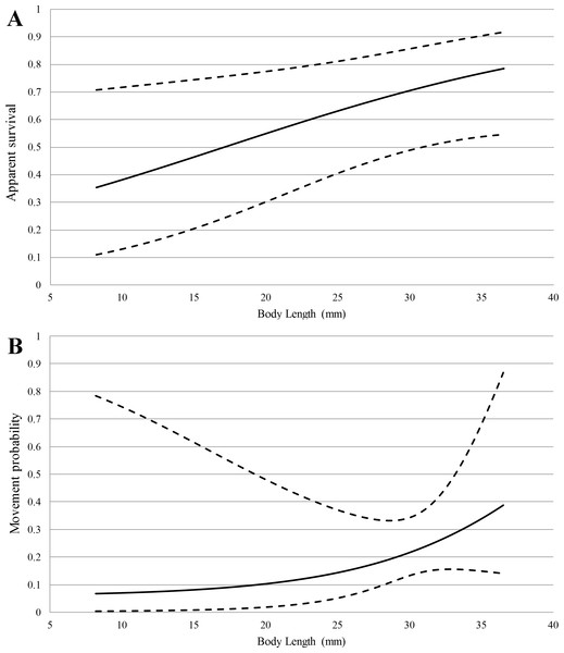 Model-averaged estimates (solid lines) of apparent survival (A) and movement probability (B) vs. body length with 95% confidence intervals (dashed lines) from multi-state capture-recapture analysis.