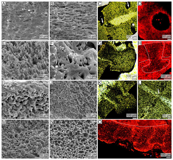 Stereom microstructure of the Late Ordovician pleurocystitids and a recent crinoid Metacrinus rotundus.