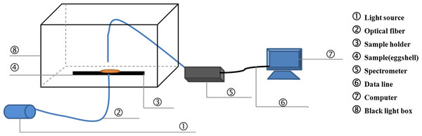The schematic of the detection equipment for light transmission.