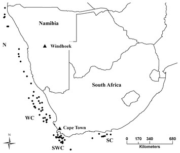 When Homoplasy Mimics Hybridization: A Case Study Of Cape Hakes 