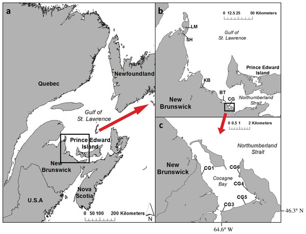 Map of (A) Atlantic Canada with the southern Gulf of St. Lawrence and Northumberland Strait region of New Brunswick, (B) a close-up of the five estuaries sampled: LM, Laméque; SH, Shippagan; KB, Kouchibouguac; BT, Bouctouche; CG, Cocagne, and (C) map of Cocagne Bay with long-term CAMP study sites CG1 to CG6 (ESRI, 2011; Government of Canada GeoGratis, 2013).
