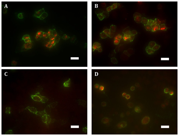 Immunocytochemistry staining of HA-tagged receptors in transiently-expressing cells.