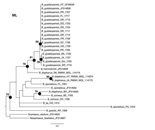 Maximum-likelyhood phylogeny for Bulimulus species, based on 654 bp cytochrome oxidase I mitochondrial DNA. Bootstrap values of 70 and above are presented to the left of the nodes indicated by black dots.