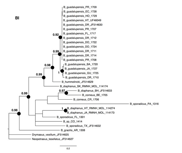 Bayesian phylogeny for Bulimulus species using MrBayes, based on the same dataset as shown in Fig. 1.