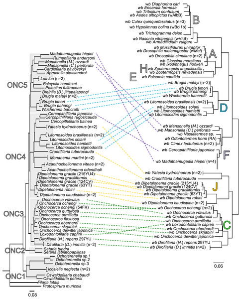 Congruence between filariae and Wolbachia phylogenies.