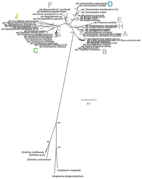Rooted phylogenetic tree of Wolbachia based on 7 markers by Maximum Likelihood.