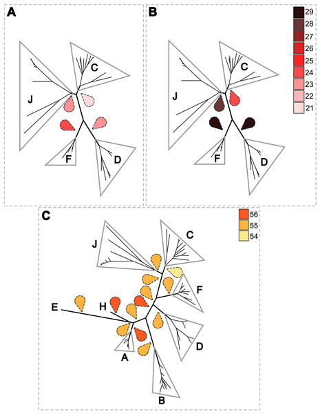 Estimation of the cost of co-evolutionary scenarios based on different rooted Wolbachia phylogenies.
