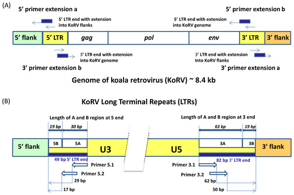 Experimental design for the identification of KoRV integration sites.