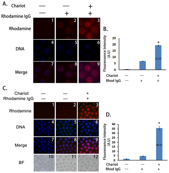 Peptide nanoparticle-encapsulated antibody can effectively enter intact mouse oocytes.