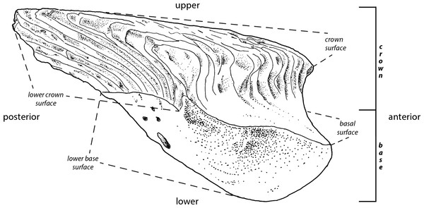 Principle morphological features of scales.