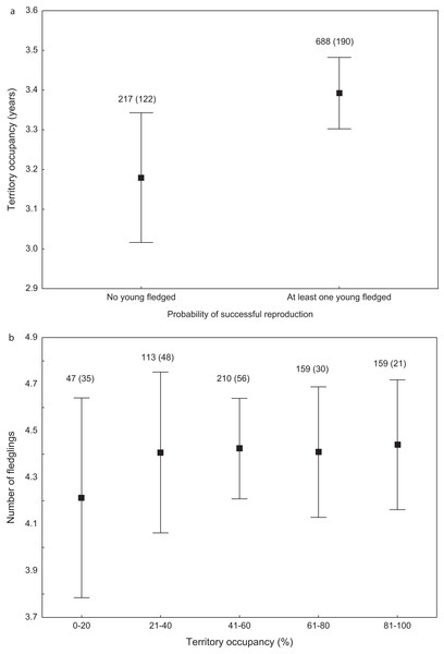 Probability of successful reproduction (A) and reproductive success of successful pairs (B) in mute swans nesting in territories of different occupancy.