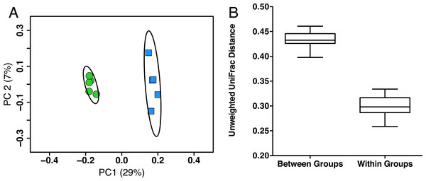 Young and aged mice are distinctive at the beta-diversity level using UniFrac metric.