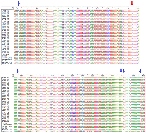 Location of indels (blue arrows) and the transversion (red arrow) in a sequenced fragment of the chloroplast DNA trnH-psbA intergenic spacer from Theobroma cacao trees.