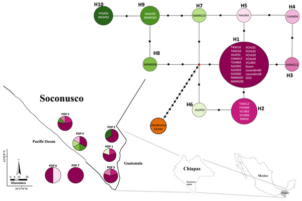 Median joining network for chloroplast DNA trnH-psbA intergenic spacer haplotypes of Theobroma cacao trees from Soconusco, Mexico, and the outgroup haplotype (Theobroma bicolor).