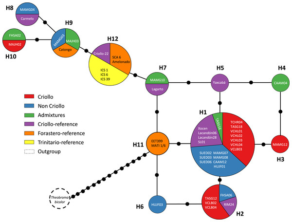 Median joining network for the chloroplast DNA trnH-psbA intergenic spacer haplotypes of Theobroma cacao trees cultivated in Soconusco, Mexico, and the reference accessions.