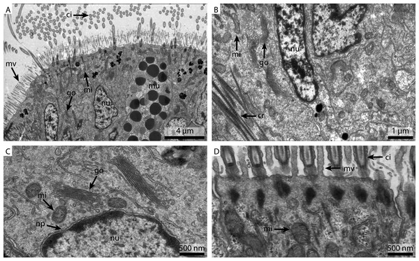 Ultrastructural details of marPHEM fixed gill cell of Mytilus edulis.