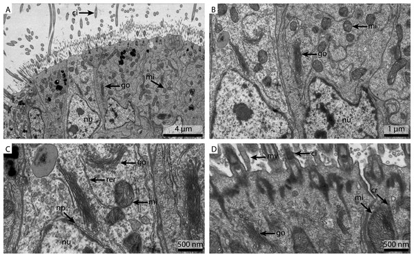 Ultrastructural details of marPBS fixed gill cell of Mytilus edulis.