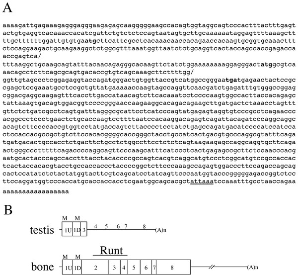 The nucleotide sequence and the structure of testicular Runx2.