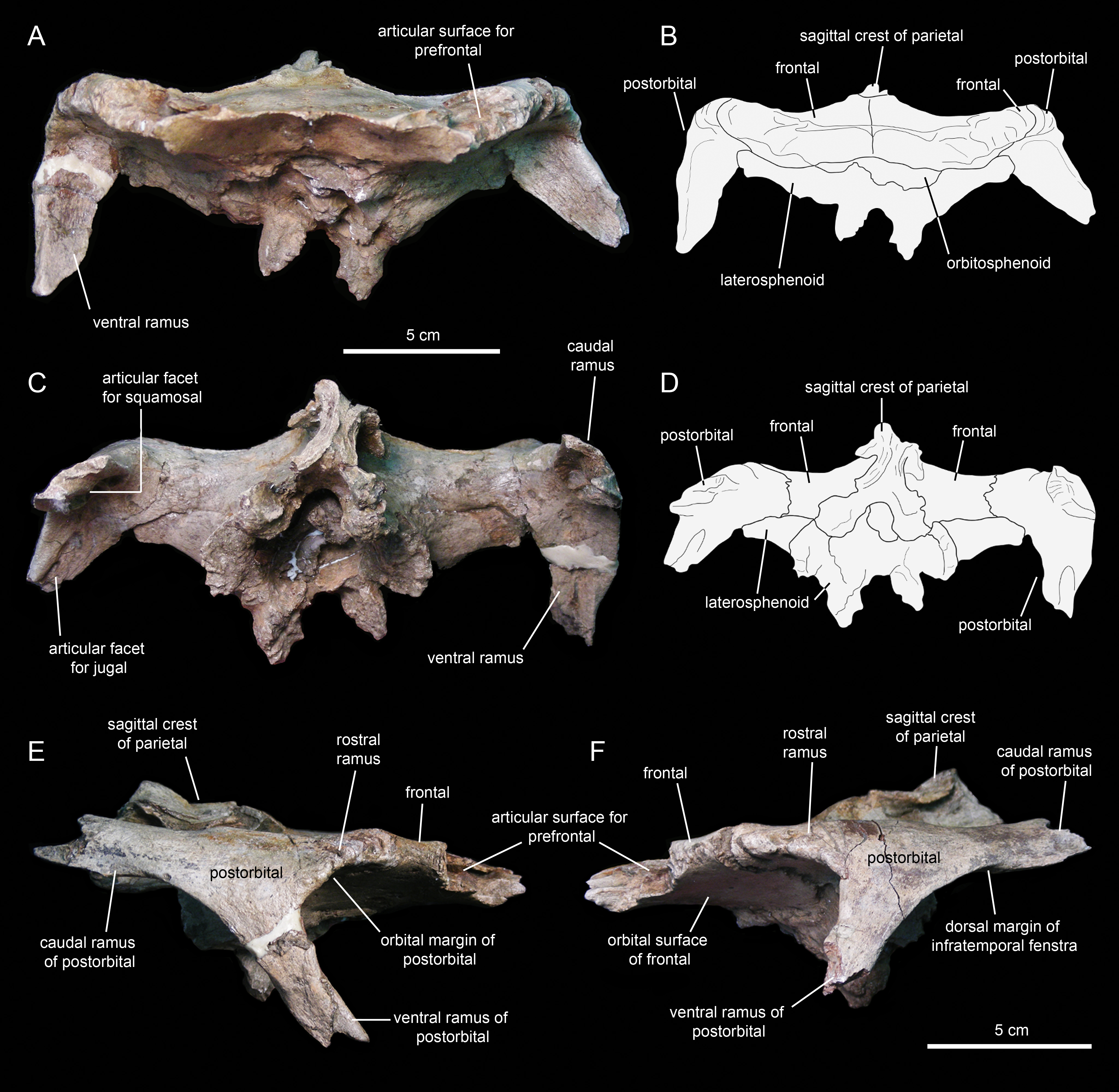 Triceratops Ilium Partial - Lance Fm. - Niobrara County, WY
