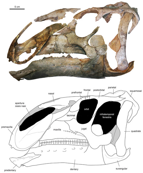 Assembled holotype skull of Eotrachodon orientalis, MSC 7949, in left lateral view.