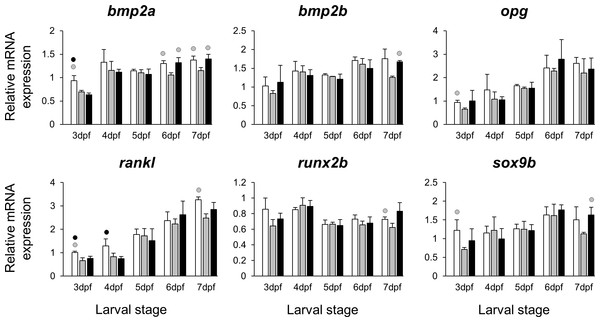 Expression differences of six potential skeletogenic targets of estrogen pathway in developing heads of zebrafish larvae across control and E2 treated groups.
