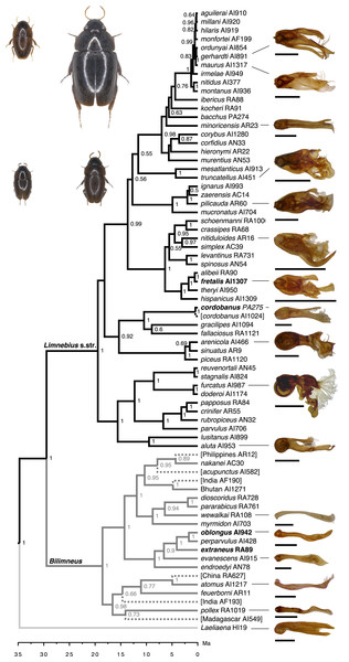 Reconstructed phylogeny of the genus Limnebius, with estimated divergence times (Ma).