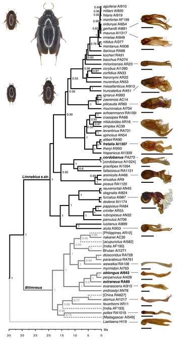 The macroevolution of size and complexity in insect male genitalia [PeerJ]