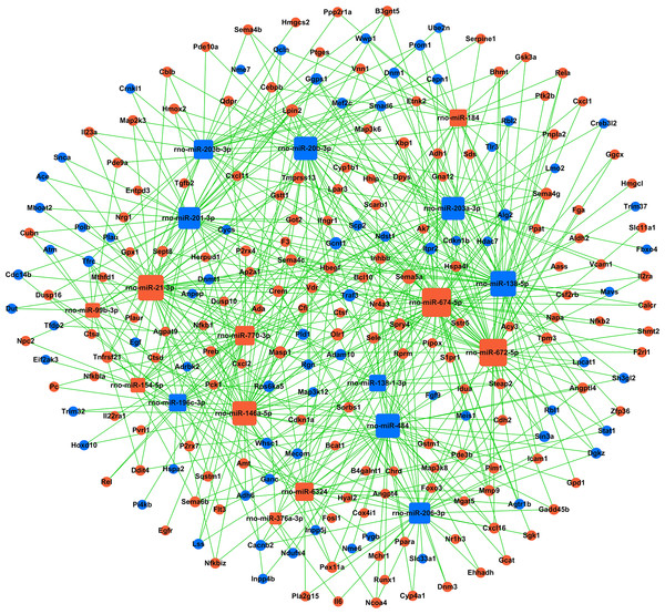 miRNA-gene-network.