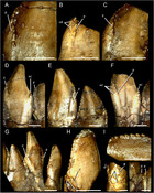 Specializations of the mandibular anatomy and dentition of Segnosaurus ...