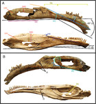 Specializations of the mandibular anatomy and dentition of Segnosaurus ...