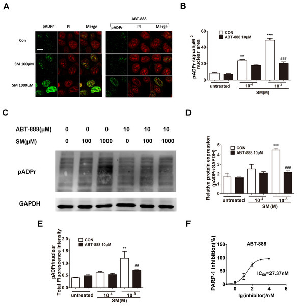 Effect of PARP-1 inhibitors on pADPr content (which represents PARP-1 activity) in SM-treated HaCaT cells.