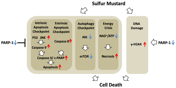 Schematic of the role of PARP-1 in sulfur mustard injury.