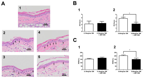 Effect of PARP-1 inhibitors on relative ear weight and histopathological change in the SM-treated mouse ear vesicant model.
