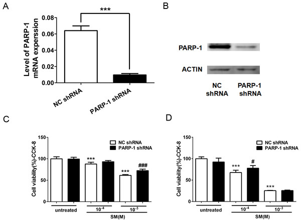 Knockdown of PARP-1 suppressed the toxicity of SM at the level of cell viability.